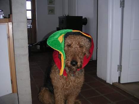 Airedale terrier Beau's Bon Garcon  billede 10