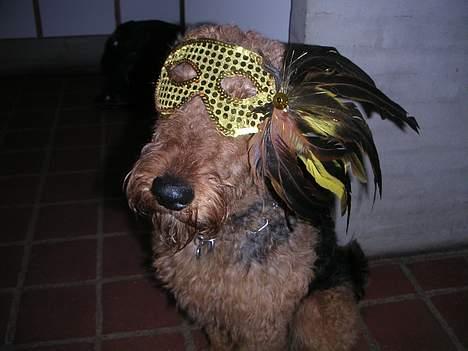 Airedale terrier Beau's Bon Garcon  billede 11