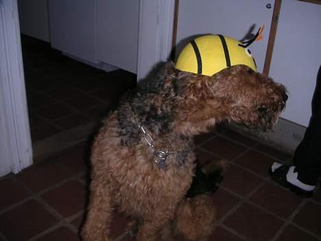 Airedale terrier Beau's Bon Garcon  billede 12