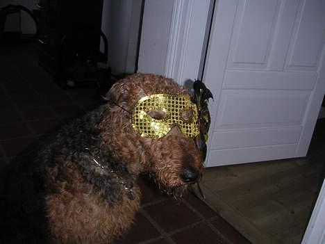 Airedale terrier Beau's Bon Garcon  billede 13