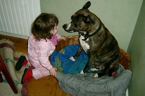 Amerikansk staffordshire terrier Laika - Laikas veninde Luna (til højre) sammen med Emma billede 6