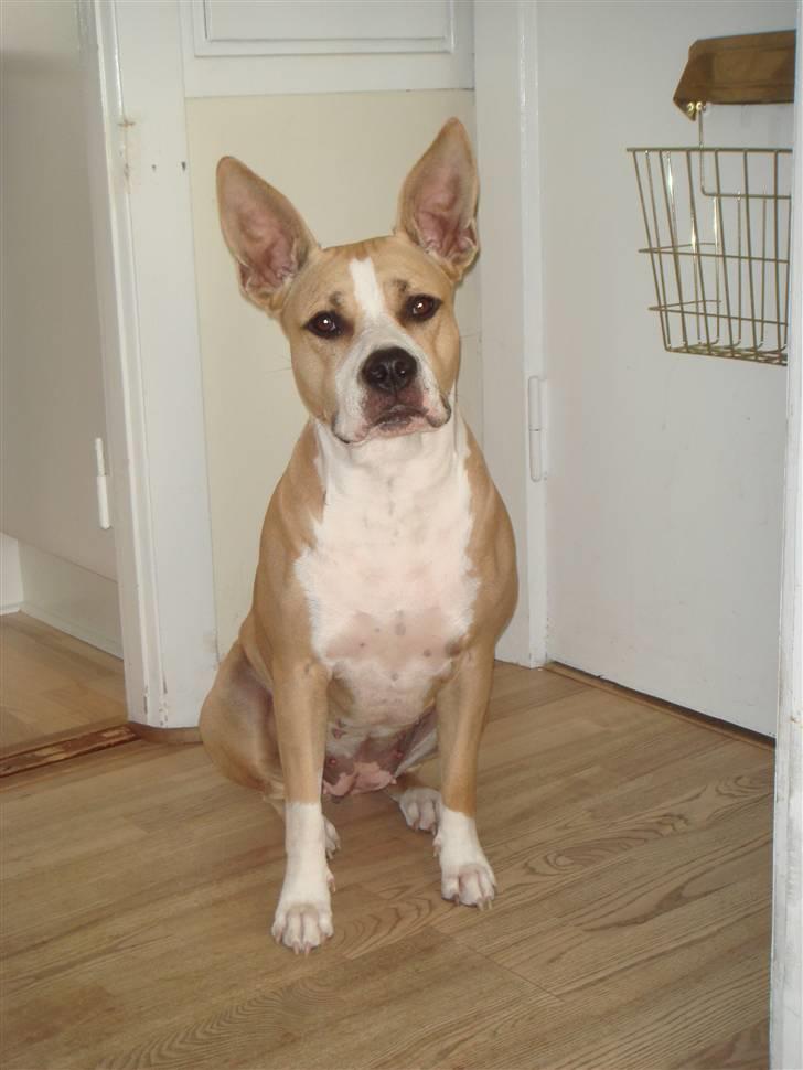 Amerikansk staffordshire terrier Xena billede 14