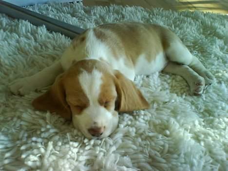 Beagle Fonzo - Første dag i nyt hjem - udmattende! billede 1