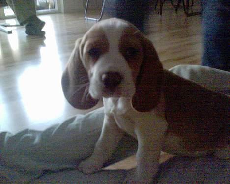 Beagle Fonzo - Her er jeg! billede 2