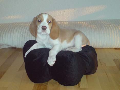 Beagle Fonzo - En dejlig blød blomsterpude billede 3