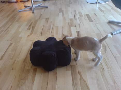 Beagle Fonzo - - Den snupper jeg.. billede 4