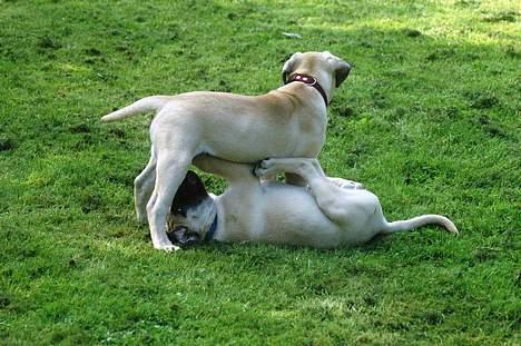 Bullmastiff ~ Mack ~ - gad vide hvad man bruger den der til  billede 6