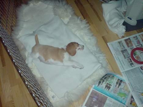 Beagle Fonzo - Så var jeg flad igen..  billede 5