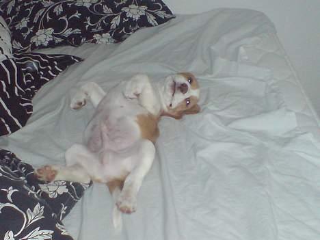 Beagle Fonzo - Kan godt spille fræk i den store seng billede 6