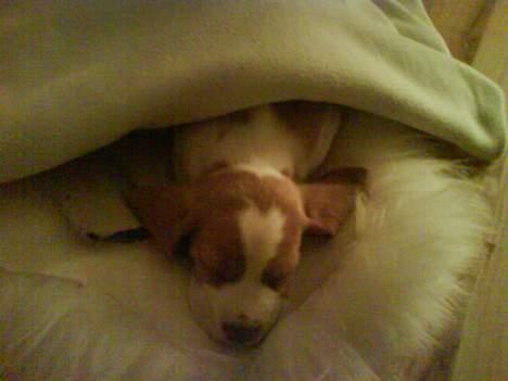 Beagle Fonzo - Go´ nat! billede 7