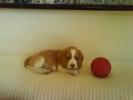 Beagle Fonzo - Har fået en flot rød aktivitetsbold. Den er dog lidt stor... billede 8