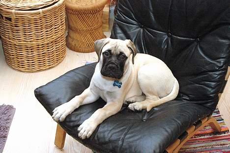 Bullmastiff ~ Mack ~ - se jeg kan sidde pa kommando billede 7