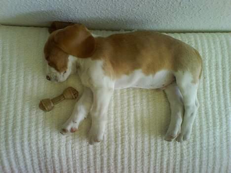 Beagle Fonzo - Man blir´ træt af at tygge. billede 9