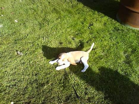 Beagle Fonzo - Ih, græs er dejligt. Os at spise... billede 10