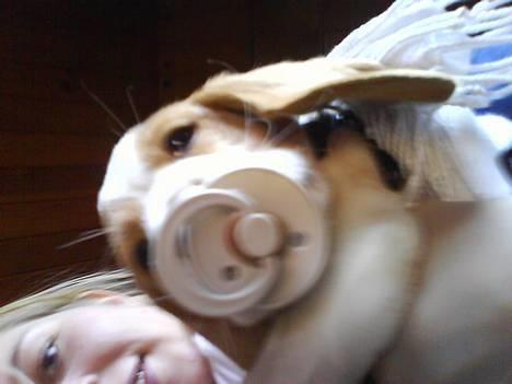 Beagle Fonzo billede 11