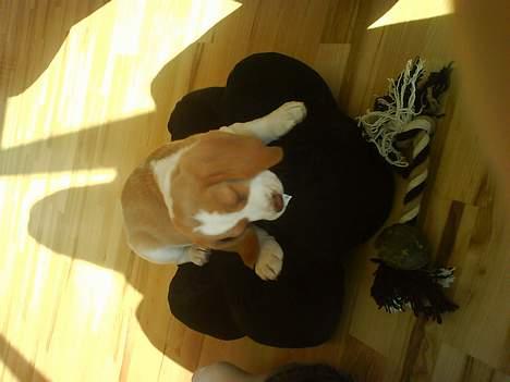 Beagle Fonzo billede 12