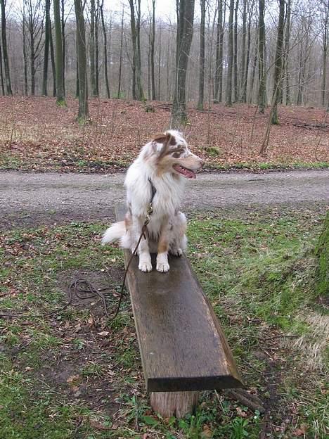 Australian shepherd Difloyds Ranchero billede 8