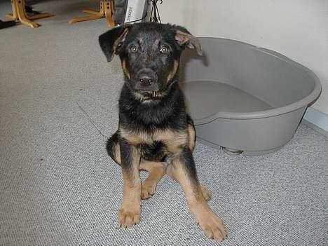 Schæferhund Nando - Var lige kommet hjem fra internatet og skulle starte et nyt liv i mit nye hjem<3 billede 1