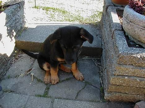 Schæferhund Nando - Havde lige et surt øjeblik! billede 2