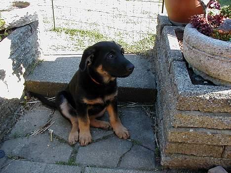 Schæferhund Nando - men blev glad igen! billede 3