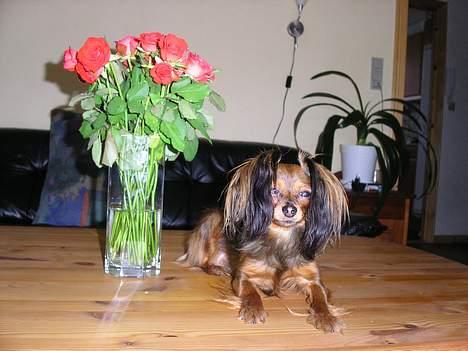 Russisk toy terrier Giska / Aliska - En rose klæder en rose. billede 9