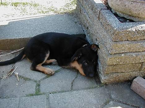 Schæferhund Nando - Var lige vågnet efter en dejlig lur på terassen<3 billede 4