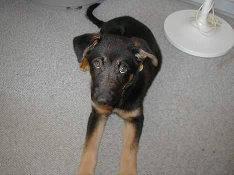 Schæferhund Nando - Er jeg ikk bare dejliiiiii<3 billede 5