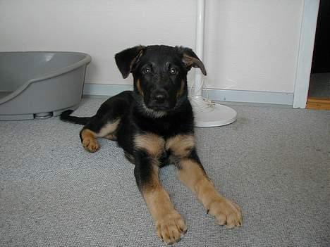 Schæferhund Nando - DEJLIG<33333 billede 6