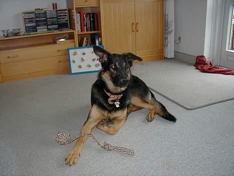 Schæferhund Nando - Nu er jeg blevet stor og har snart 1 års fødselsdag! billede 7