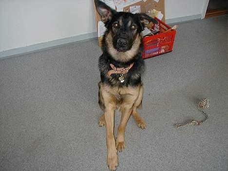 Schæferhund Nando - gør mig lige lidt vigtig! billede 8