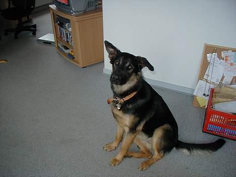 Schæferhund Nando billede 9