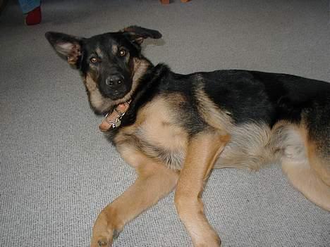 Schæferhund Nando - Så lad dog vær med at vægge mig<3 billede 10