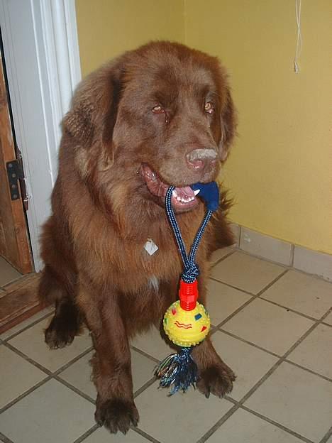 Newfoundlænder rocky - se min nye bold er den ikke fin, den har jeg lige fået i fødselsdagsgave billede 1