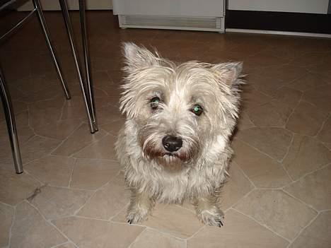 Cairn terrier Zacho billede 1