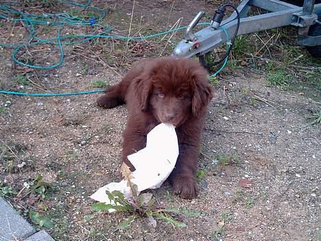 Newfoundlænder rocky - Ha, så kan min mor og far lade vær med at smide deres tøj over alt. billede 2