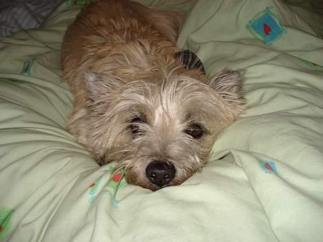 Cairn terrier Zacho billede 2