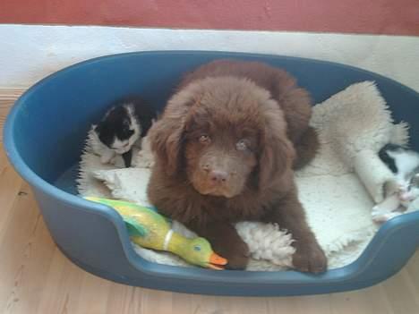 Newfoundlænder rocky - Det var min beste ven Max men nu er Max død.. snøft snøft.. billede 3