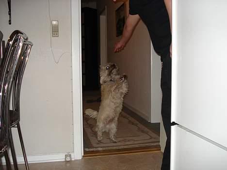 Cairn terrier Zacho - Han kan stå på bagben :D billede 3