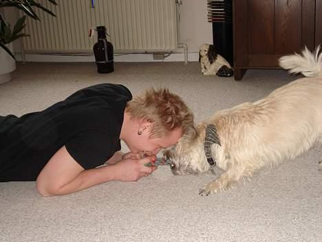 Cairn terrier Zacho billede 4