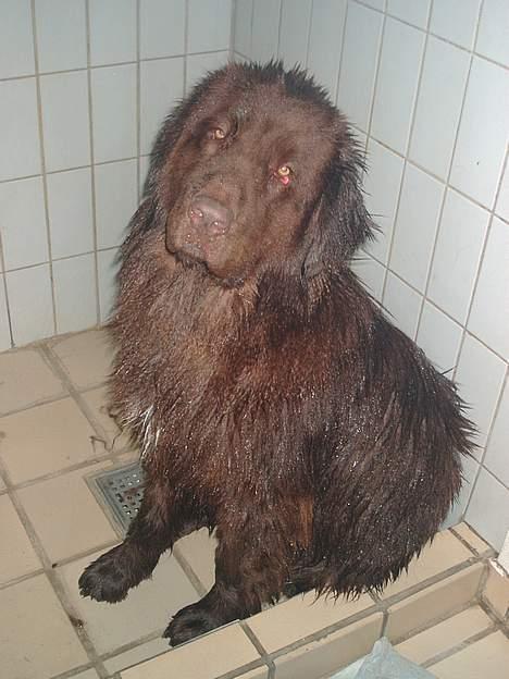 Newfoundlænder rocky - øv, jeg hader at komme i bad, det er sjover at finde en vandpyt man kan rulle sig i  billede 4