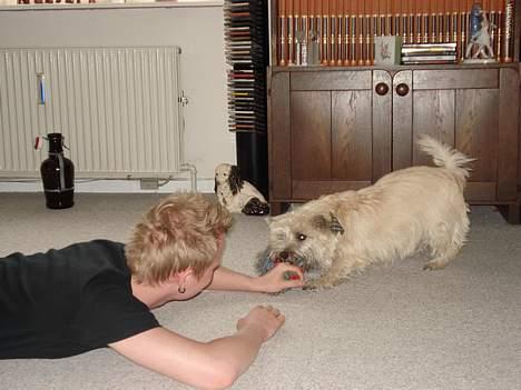 Cairn terrier Zacho - Han vinder vist "Jeg-Har-Tingen" billede 5