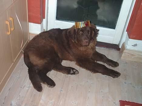 Newfoundlænder rocky - Se min fine nytårs hat, nu ligner jeg resten af familien.. jubiii billede 5