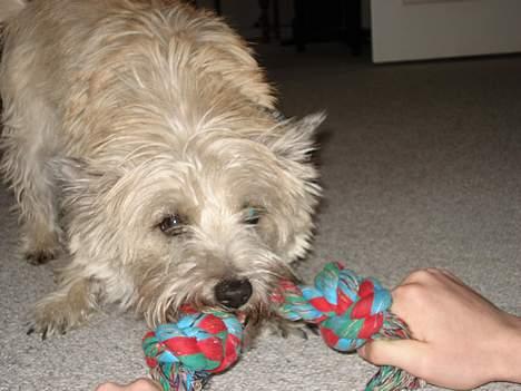 Cairn terrier Zacho billede 6