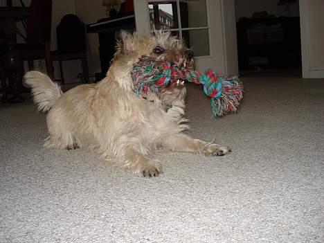 Cairn terrier Zacho billede 7