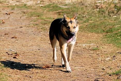 Blanding af racer Zille - Er der nogen bag mig? billede 6