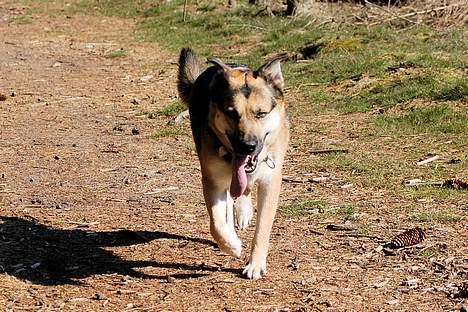 Blanding af racer Zille - Der er I jo! billede 7