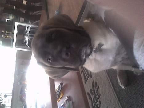 Mastiff Brutus billede 3