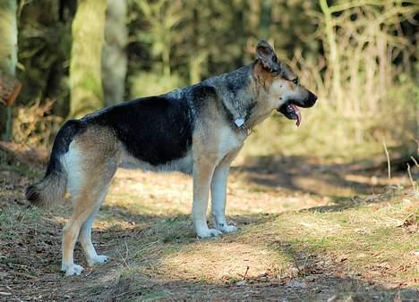 Blanding af racer Zille - Flottere bliver man altså ikke billede 8