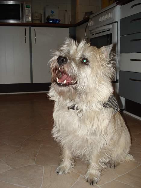 Cairn terrier Zacho billede 8