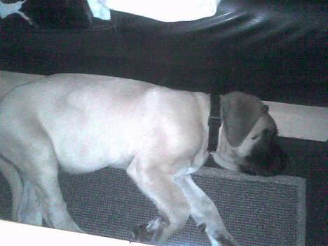 Mastiff Brutus billede 4